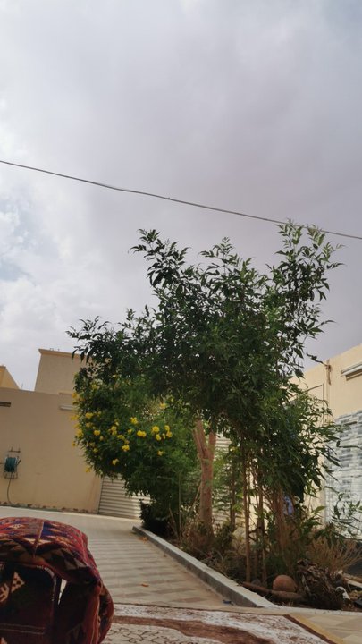 مشاركاتي في أنت الراصد