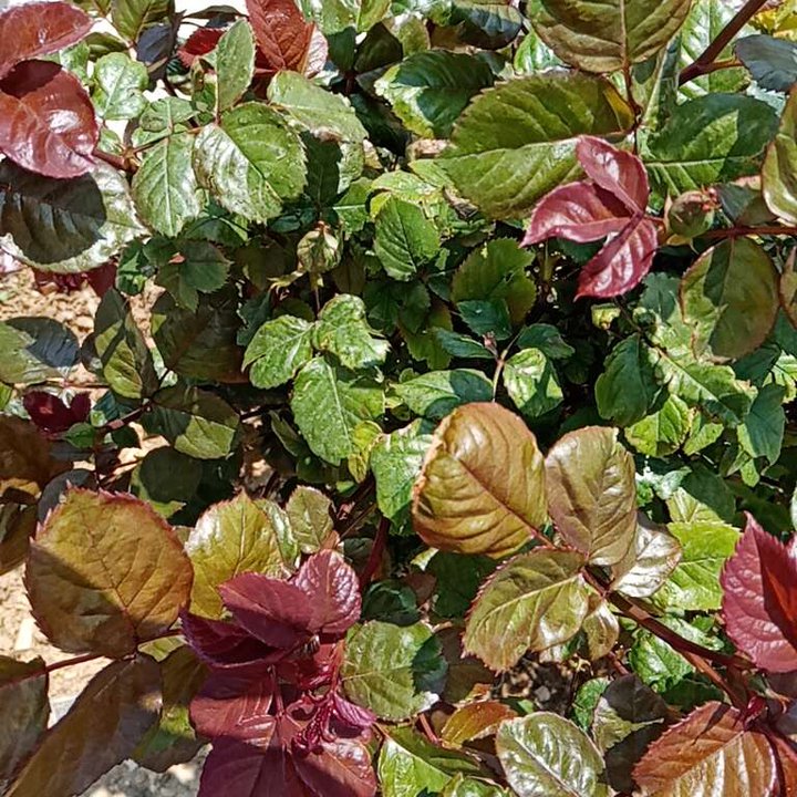 My Crowdsourcing Posts