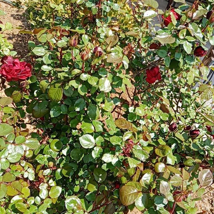 My Crowdsourcing Posts