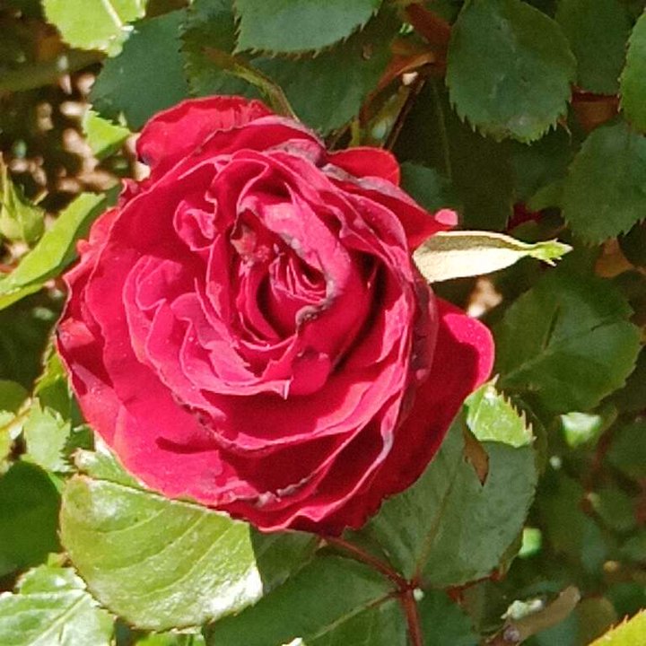 My Crowdsourcing Posts