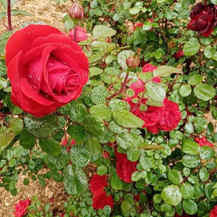 My Crowdsourcing Posts