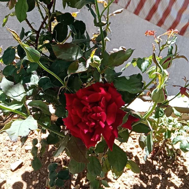 مشاركاتي في أنت الراصد