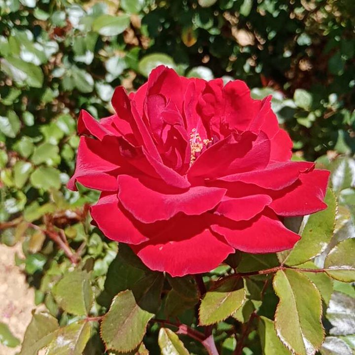 مشاركاتي في أنت الراصد