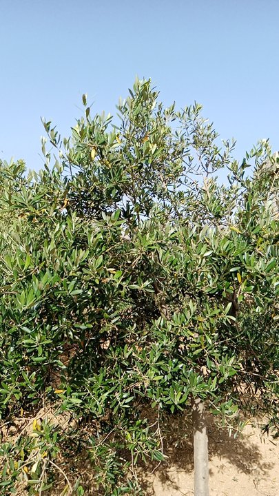 مشاركاتي في أنت الراصد