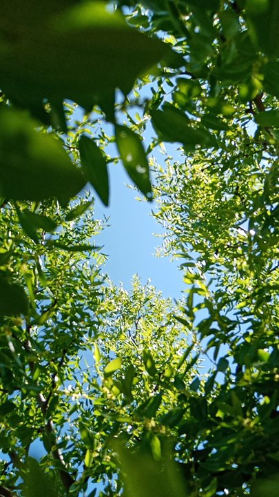 مشاركاتي في أنت الراصد