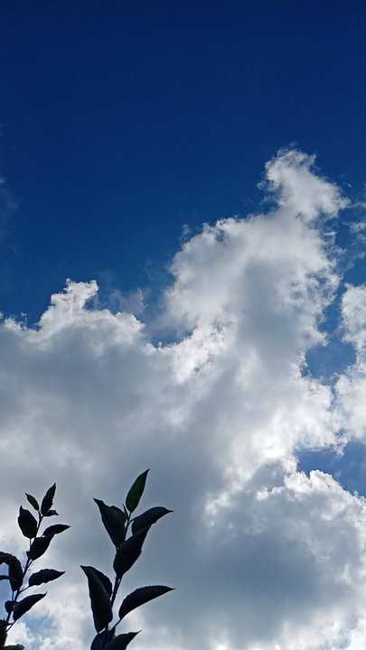 مشاركاتي في أنت الراصد