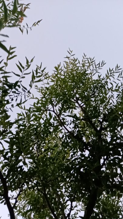 مشاركاتي في أنت الراصد