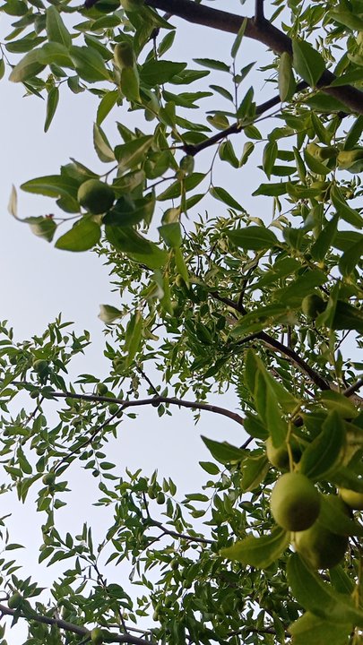 مشاركاتي في أنت الراصد