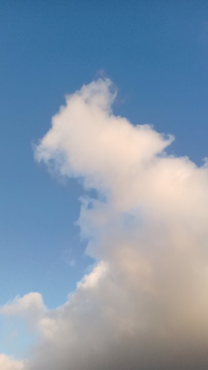 مشاركاتي في أنت الراصد