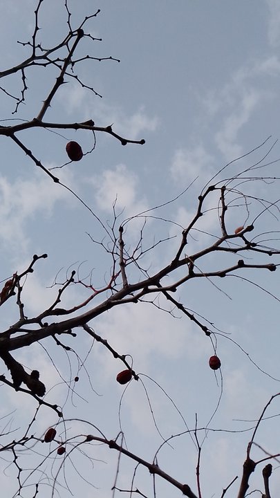مشاركاتي في أنت الراصد