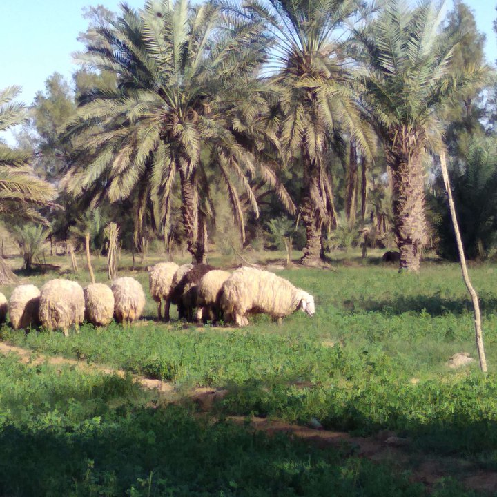 مشاركاتي في أنت الراصد