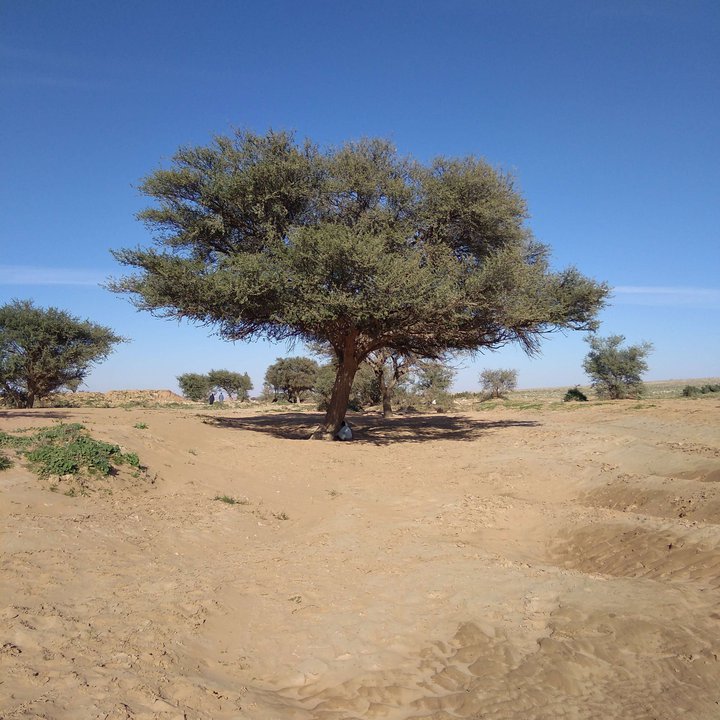 مشاركاتي في أنت الراصد