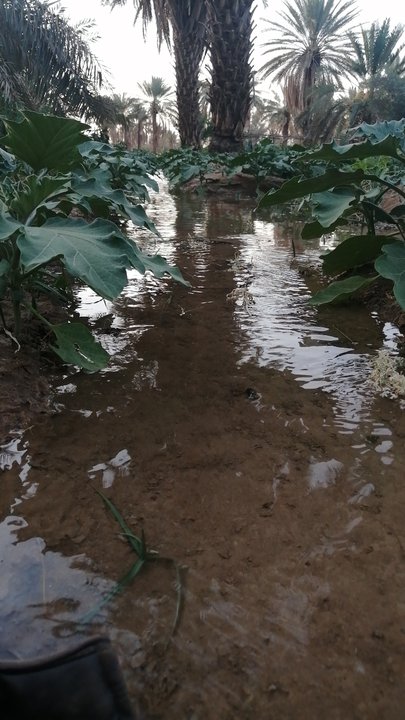 مشاركاتي في أنت الراصد