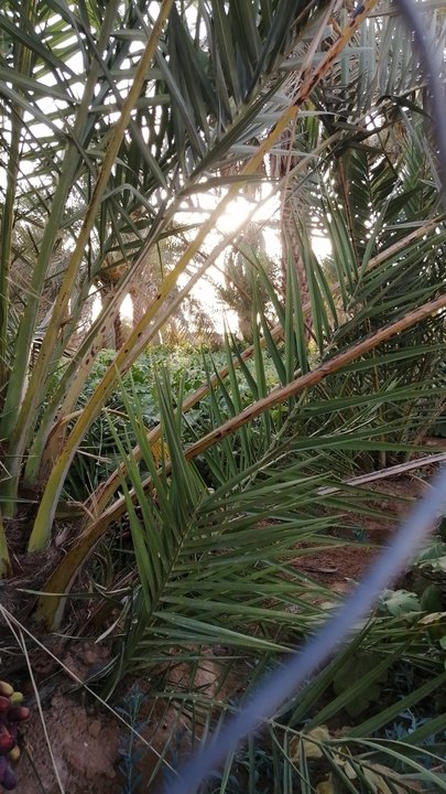 مشاركاتي في أنت الراصد