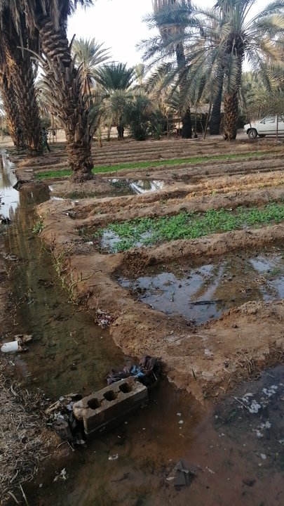 مشاركاتي في أنت الراصد