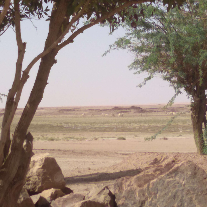 مشاركاتي في أنت الراصد