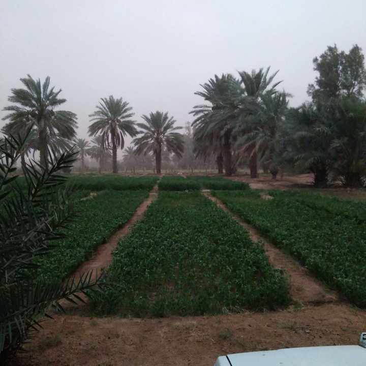 مشاركاتي في أنت الراصد