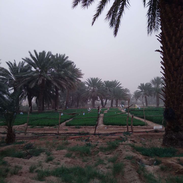 مشاركاتي في أنت الراصد