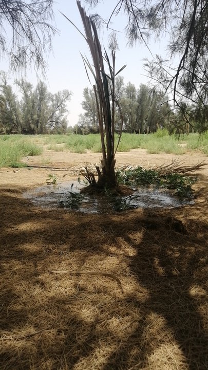 مشاركاتي في أنت الراصد