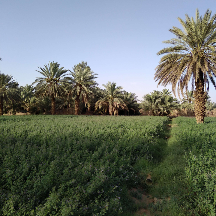 مشاركاتي في أنت الراصد