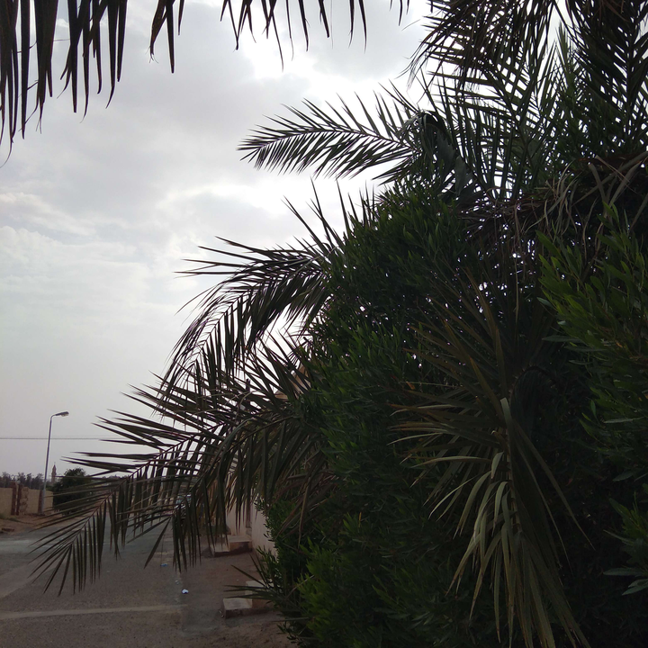 مشاركاتي في أنت الراصد