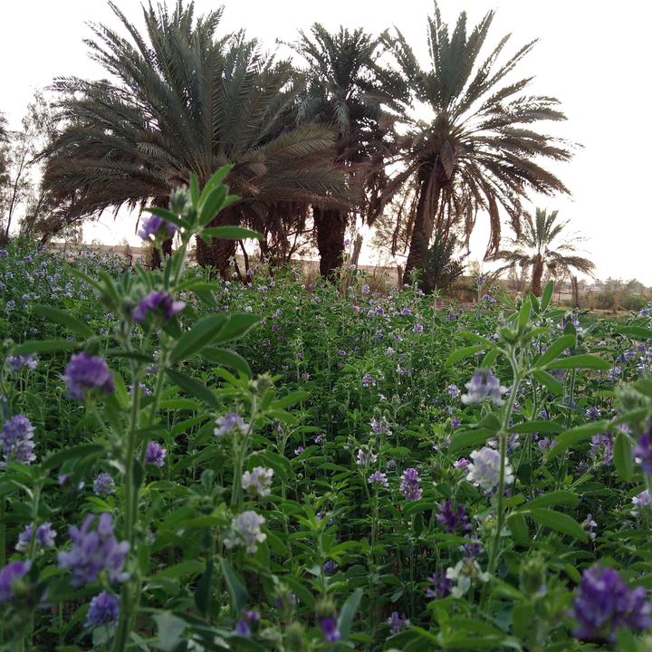 مشاركاتي في أنت الراصد