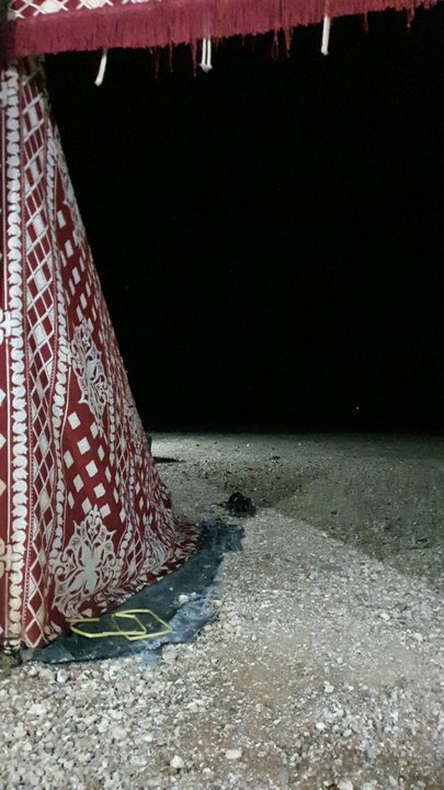 مشاركاتي في أنت الراصد