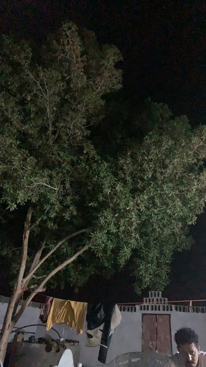 مشاركاتي في أنت الراصد