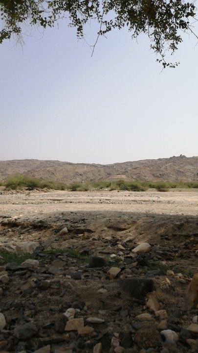 مشاركاتي في أنت الراصد