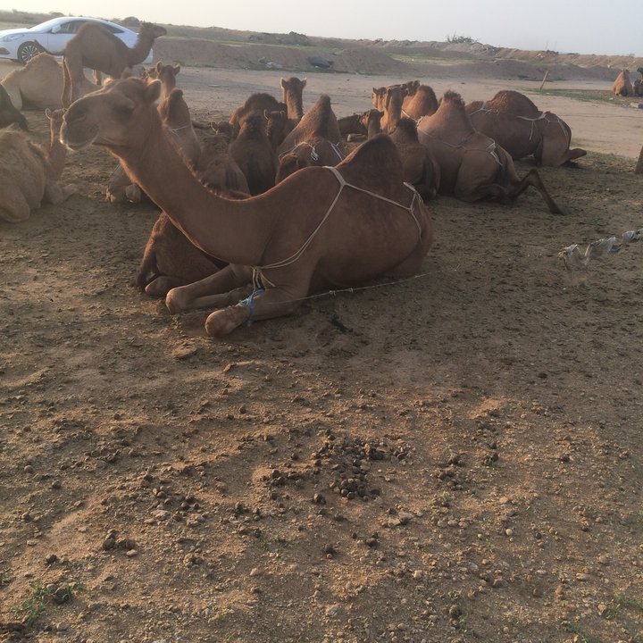 مشاركاتي في أنت الراصد