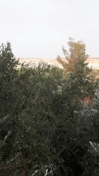 مشاركاتي في أنت الراصد