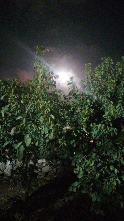 مشاركاتي في أنت الراصد