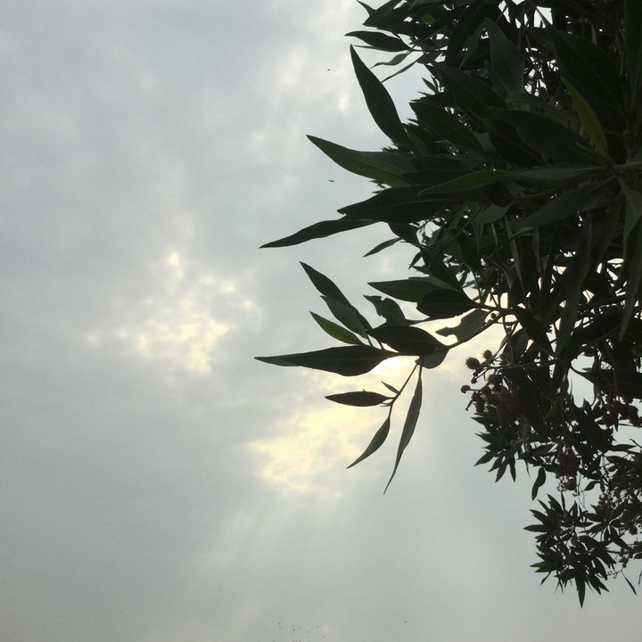 مشاركاتي في أنت الراصد