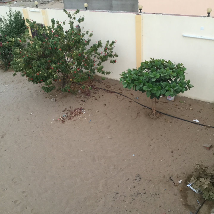 مشاركاتي في أنت الراصد