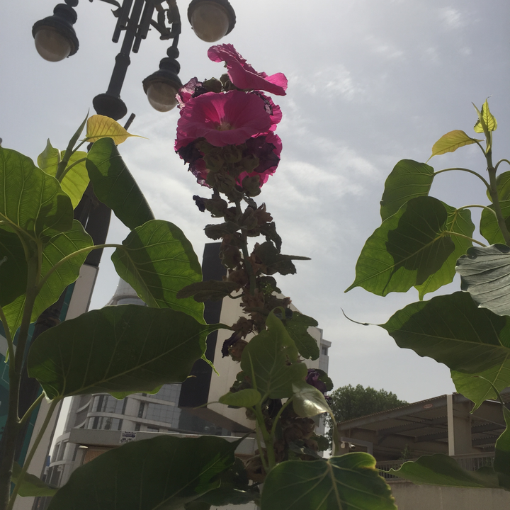 مشاركاتي في أنت الراصد