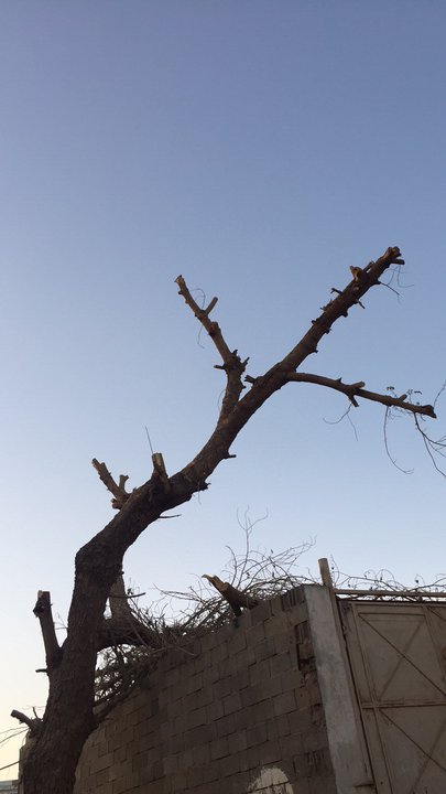 مشاركاتي في أنت الراصد