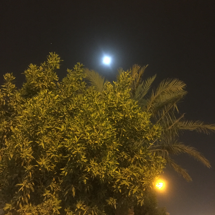 مشاركاتي في أنت الراصد