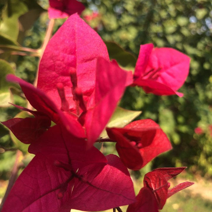 مشاركاتي في أنت الراصد