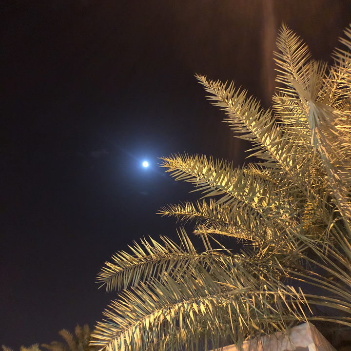 مشاركاتي في أنت الراصد