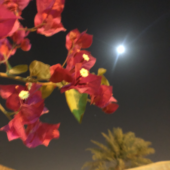 مشاركاتي في أنت الراصد