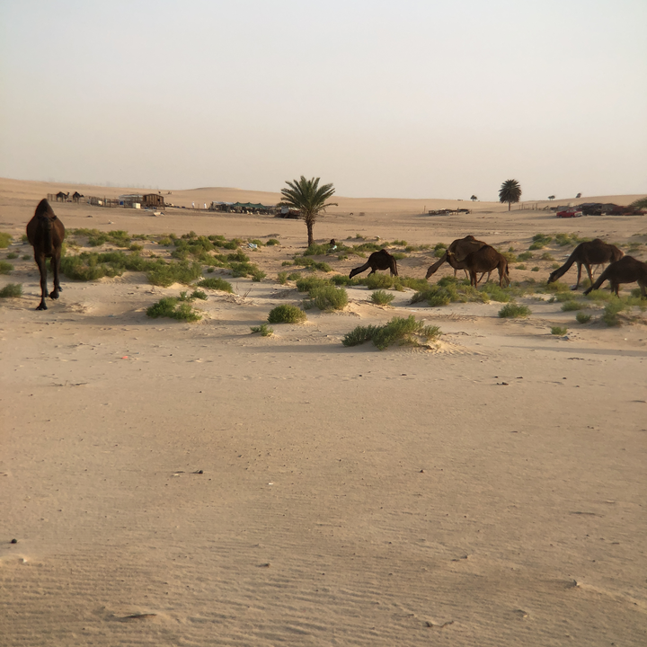 مشاركاتي في أنت الراصد