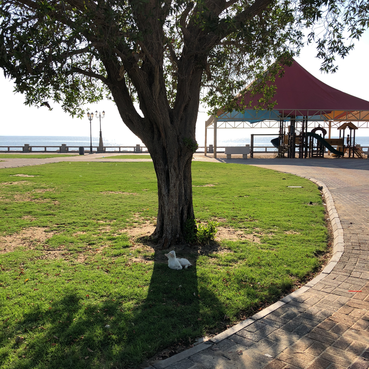 مشاركاتي في أنت الراصد