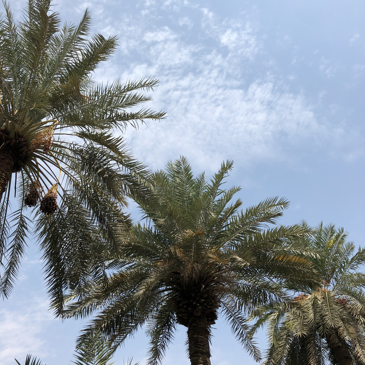 مشاركاتي في أنت الراصد