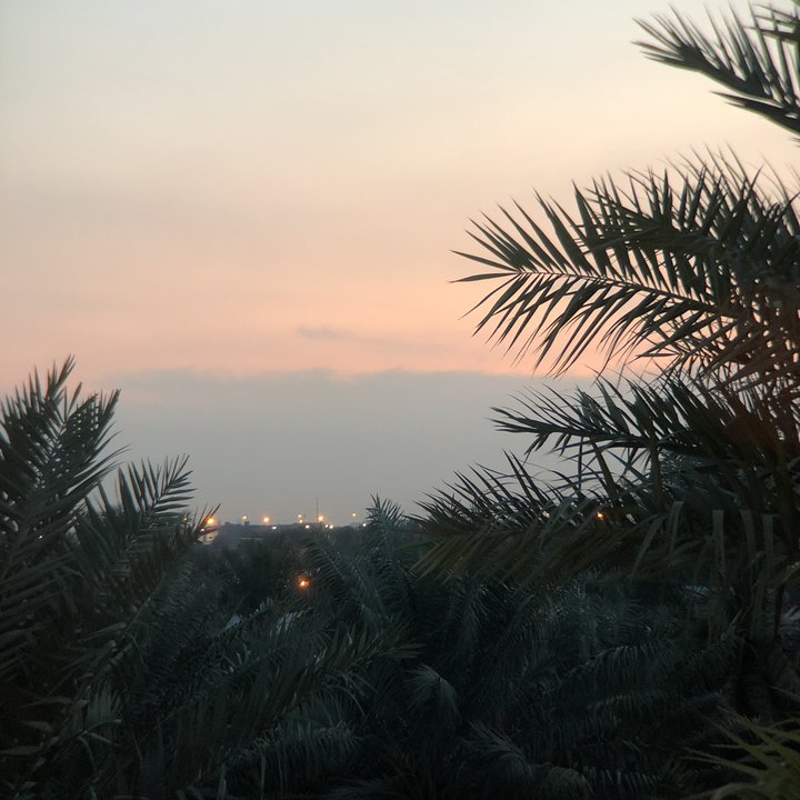 مشاركاتي في أنت الراصد