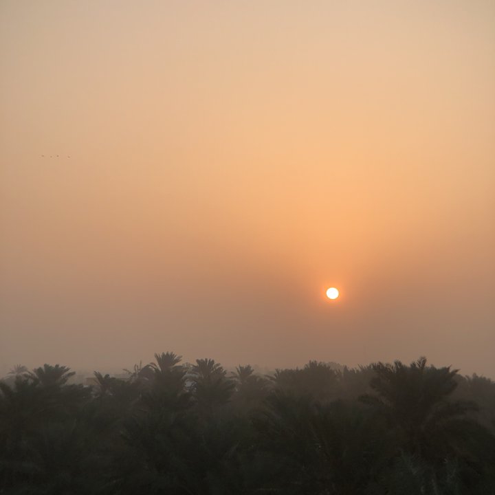 مشاركاتي في أنت الراصد