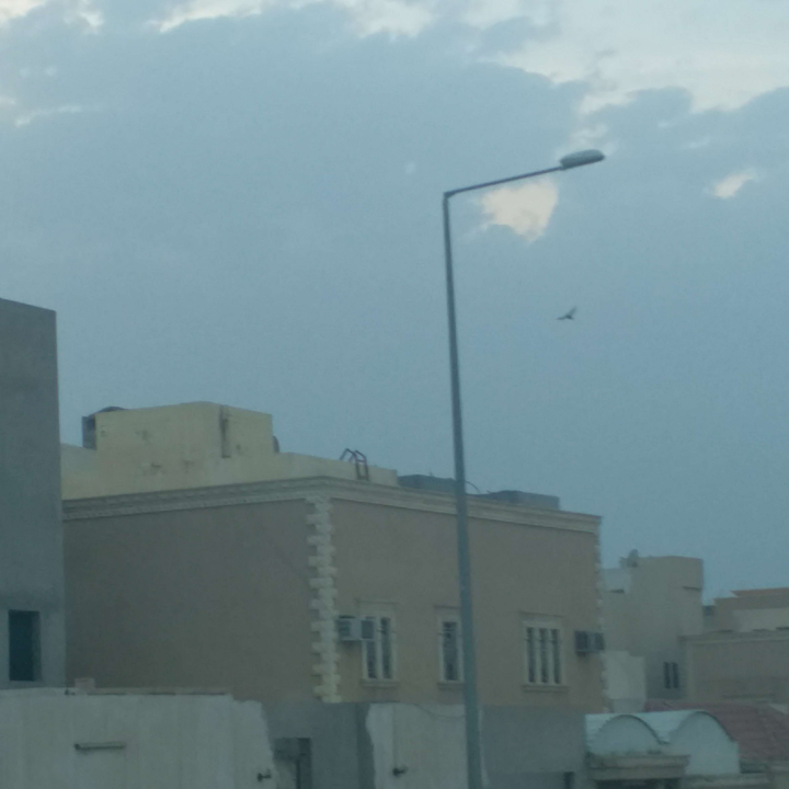 مشاركاتي في أنت الراصد