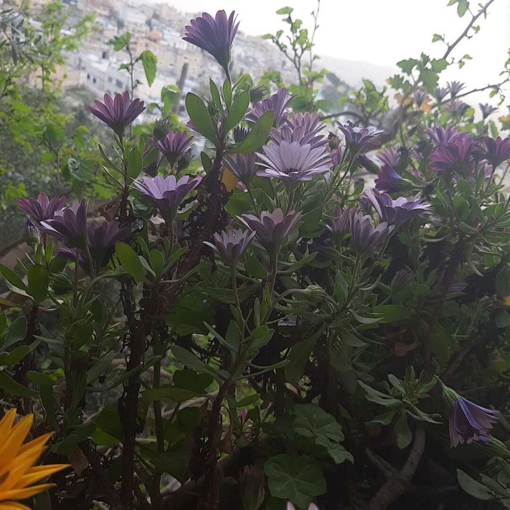 مشاركاتي في أنت الراصد