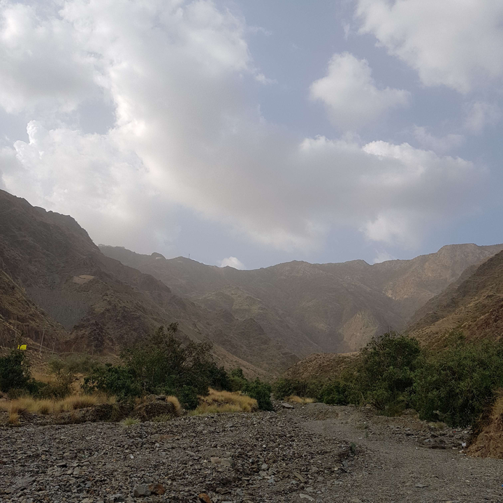 مشاركاتي في أنت الراصد