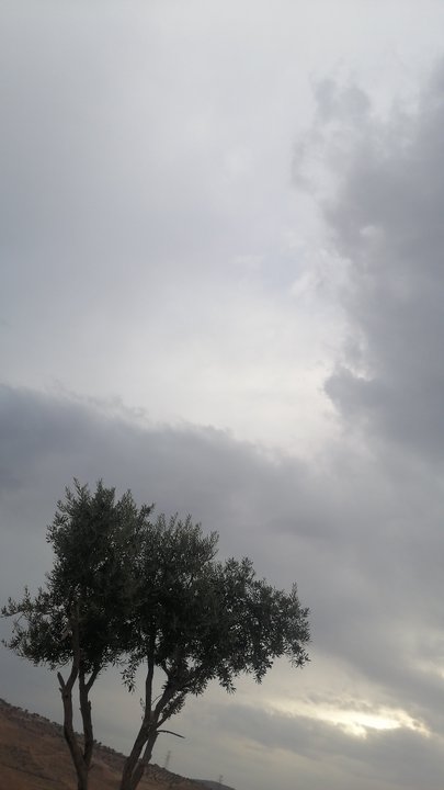 مشاركاتي في أنت الراصد