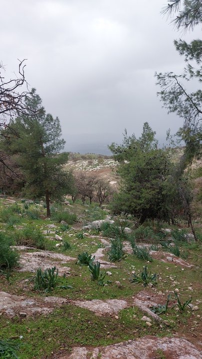 مشاركاتي في أنت الراصد